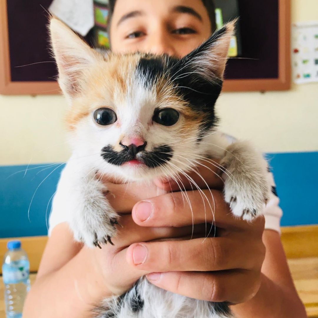 Ayşe Gülce : Mestan
