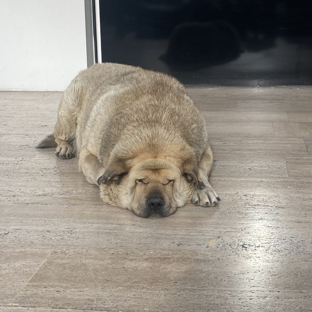 Temren : Mahallenin Köpekleri
